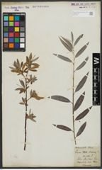 Foto von Salix alba L.